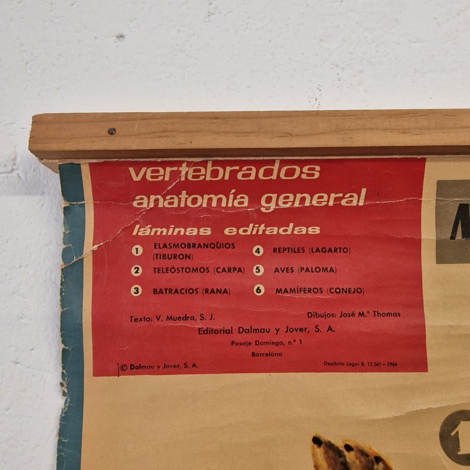 LAMINA DE ANATOMIA ESCOLAR CONEJO