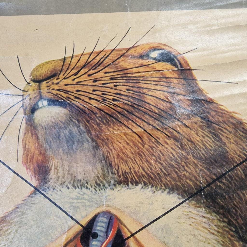 LAMINA DE ANATOMIA ESCOLAR CONEJO