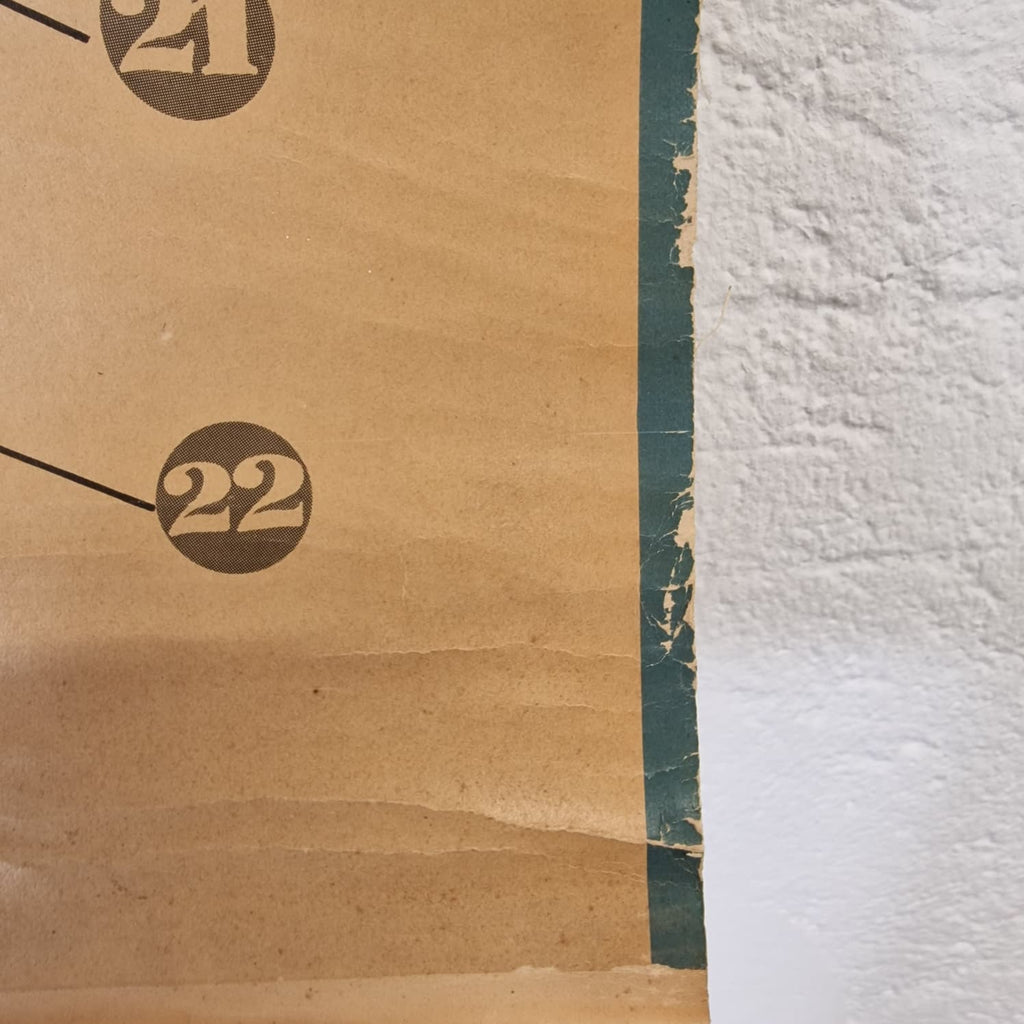 LAMINA DE ANATOMIA ESCOLAR CONEJO