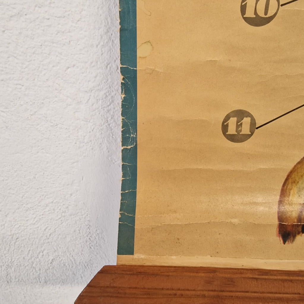 LAMINA DE ANATOMIA ESCOLAR CONEJO