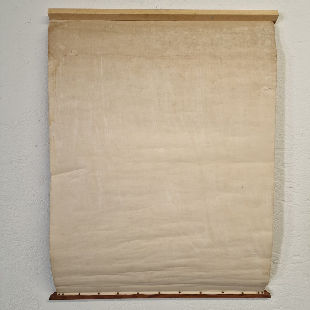 LAMINA DE ANATOMIA ESCOLAR CONEJO