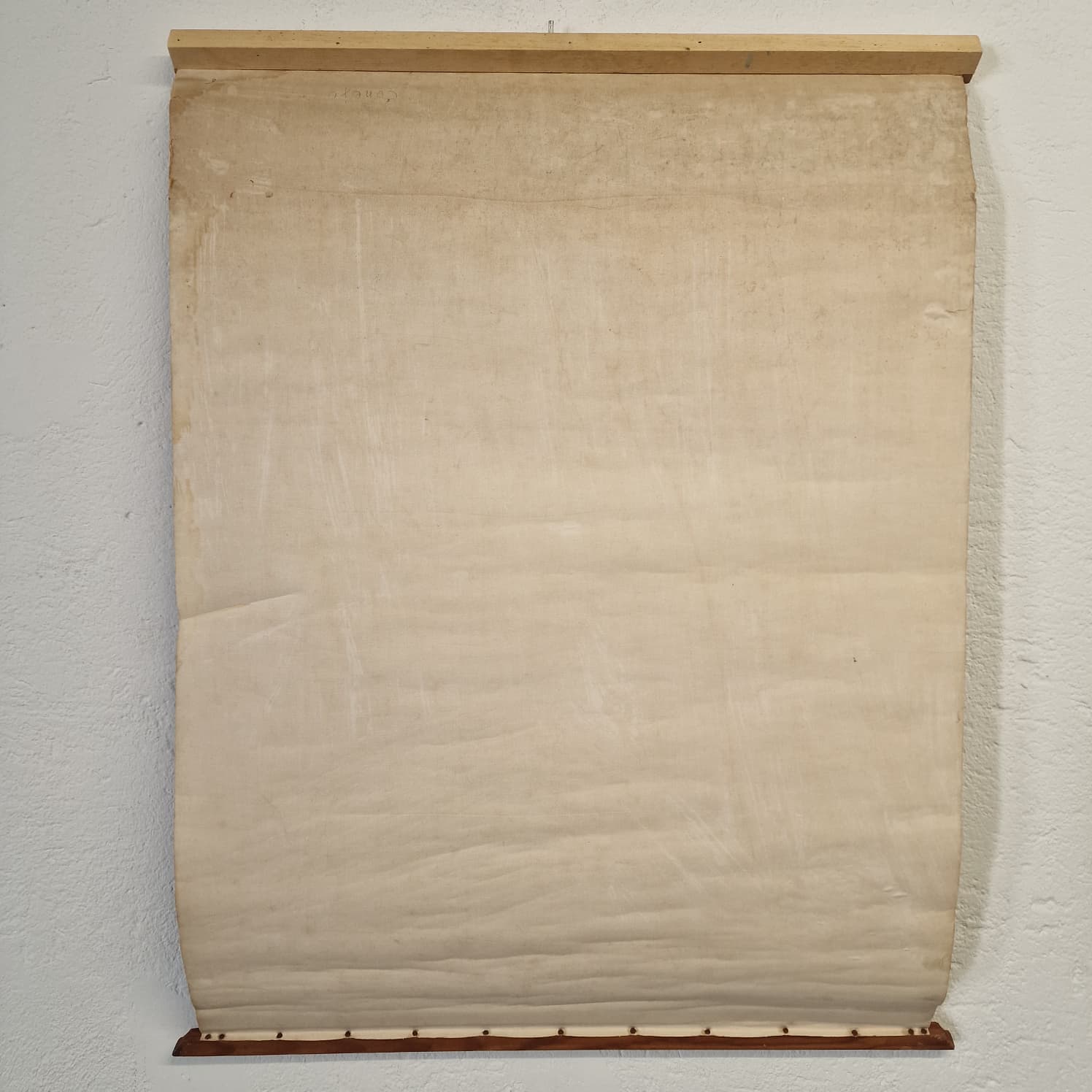 LAMINA DE ANATOMIA ESCOLAR CONEJO