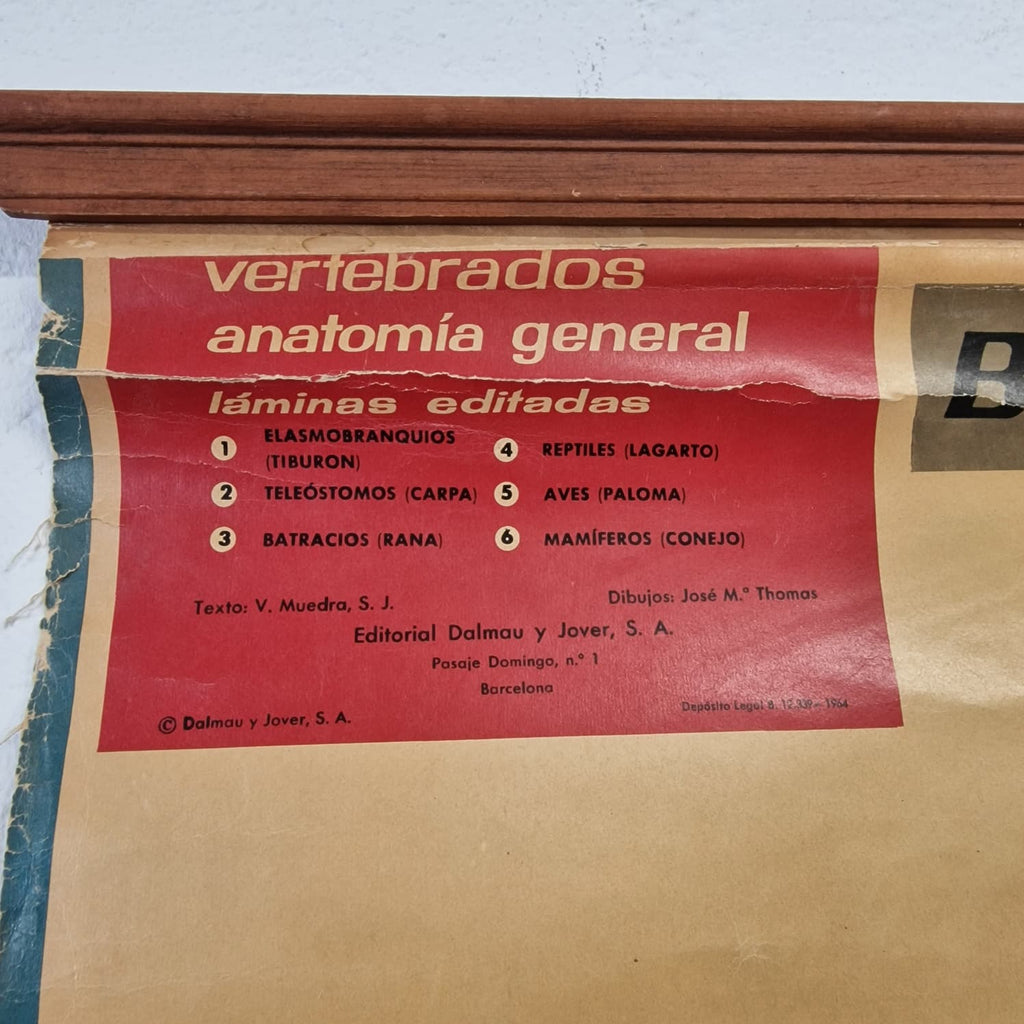 LAMINA DE ANATOMIA ESCOLAR RANA