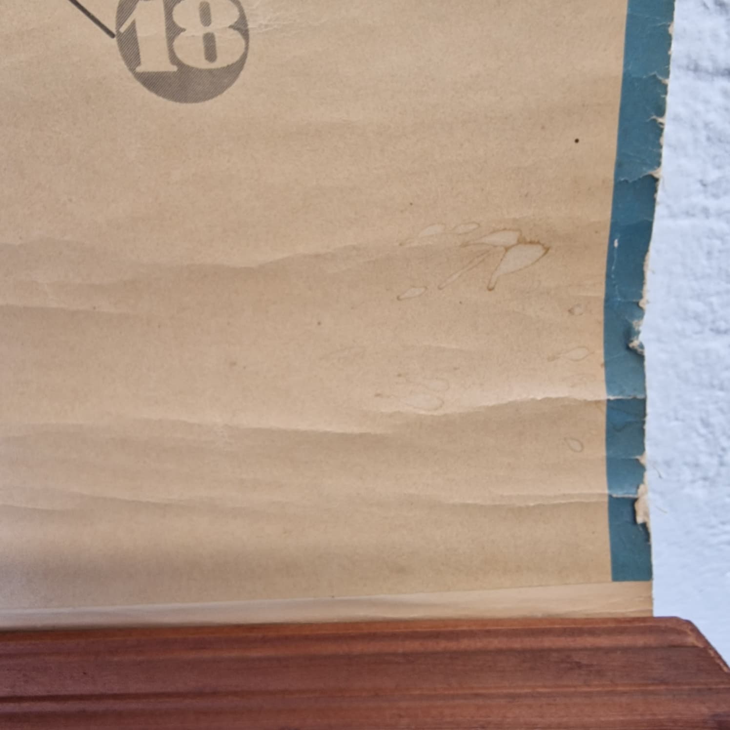 LAMINA DE ANATOMIA ESCOLAR RANA