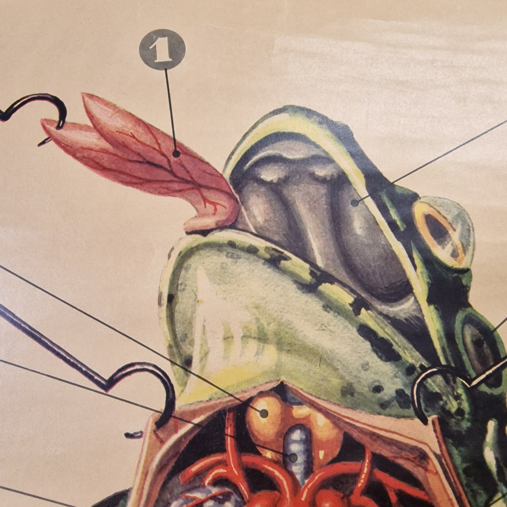 LAMINA DE ANATOMIA ESCOLAR RANA