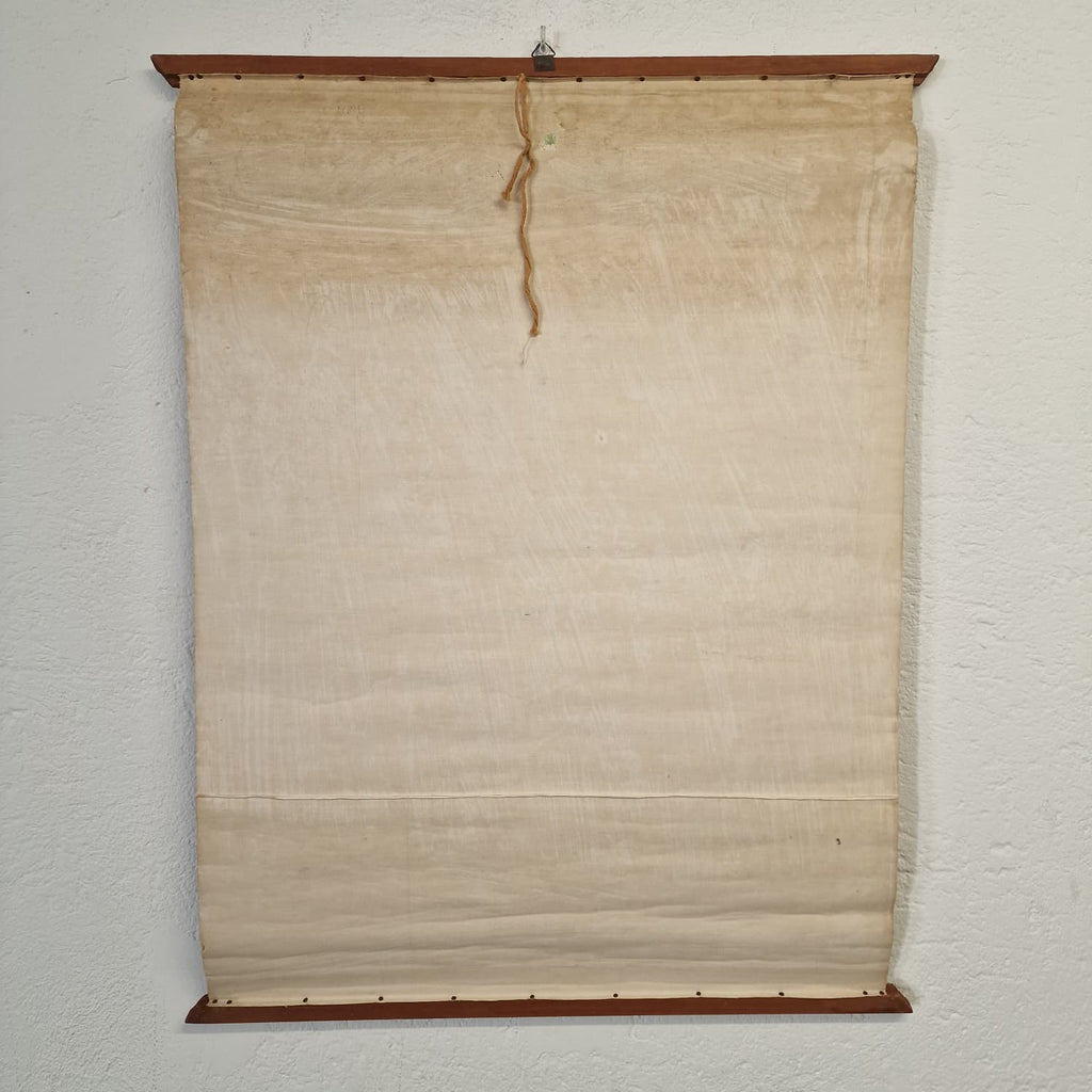 LAMINA DE ANATOMIA ESCOLAR RANA